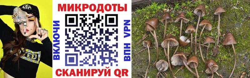 Купить  Суздаль  Псилоцибиновые грибы MAGIC MUSHROOMS 